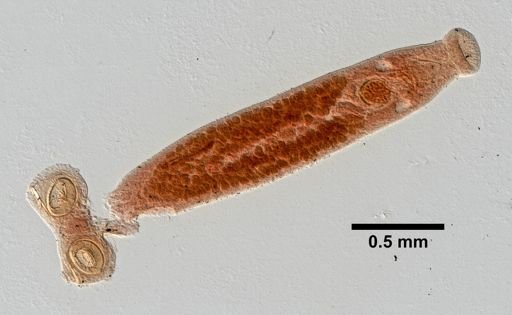 Sphyranura osleri