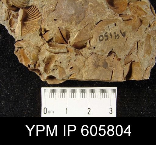 Cyrtina sp.