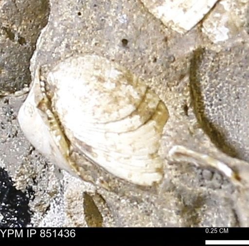 Limopsis striatopunctatus
