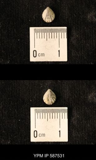 Camarotoechia whitei