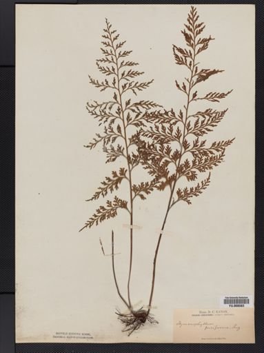 Hymenophyllum fuciforme