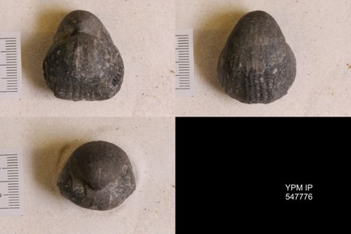 Gypidula coeymanensis