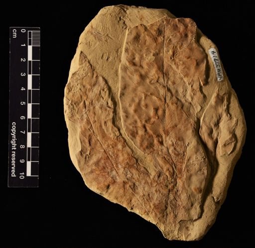 Acrostichum hesperium