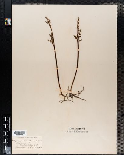 Botrychium