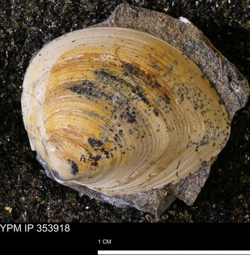Limopsis striatopunctatus