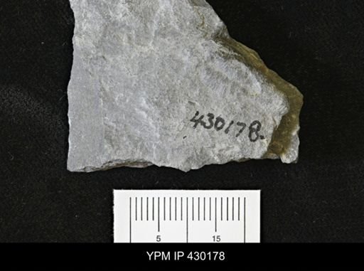 Porifera