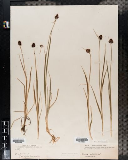 Carex