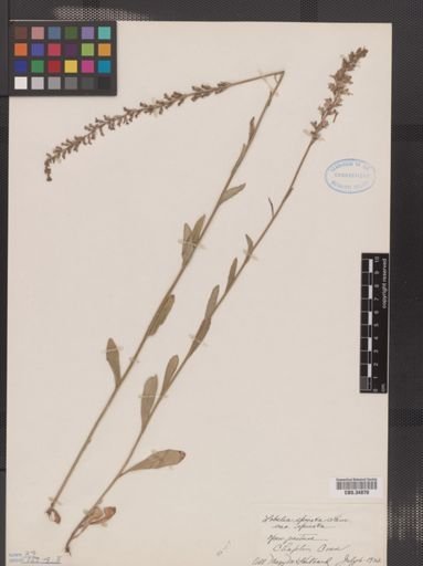 Lobelia spicata