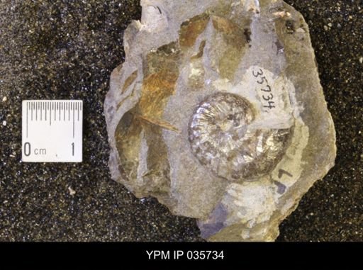Discoscaphites rossi