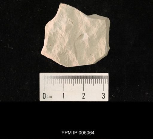 Protopanorpa permiana