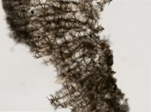 Clathria originalis