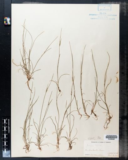 Juncus tenuis