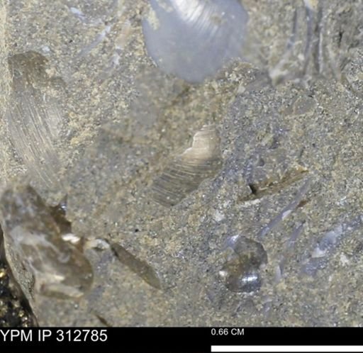 undet. Bivalvia