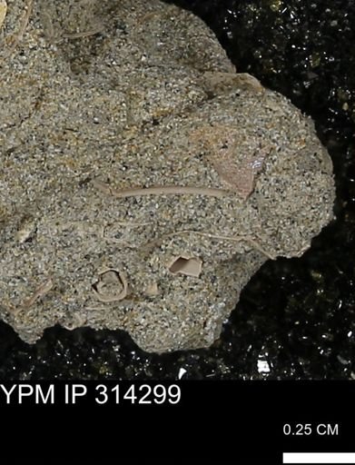 undet. Scaphopoda