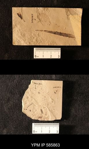 undet. Coleoptera
