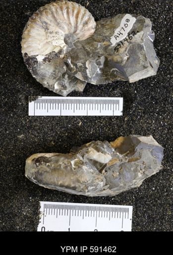 Hoploscaphites