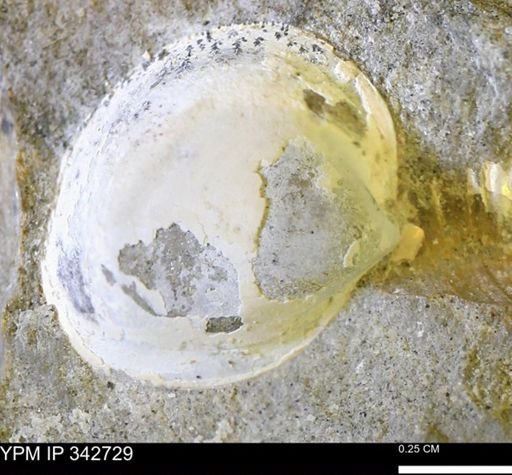 Protocardia subquadrata