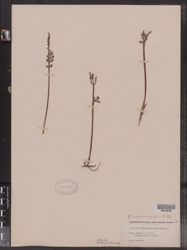 Botrychium