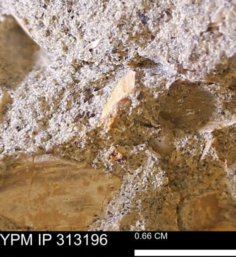 Corbicula