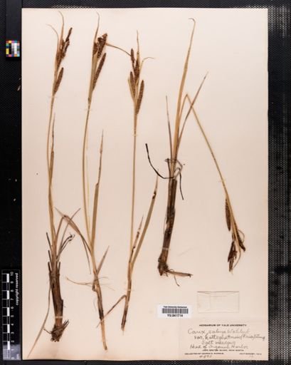 Carex