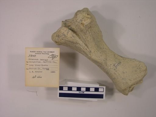 Teleoceras fossiger