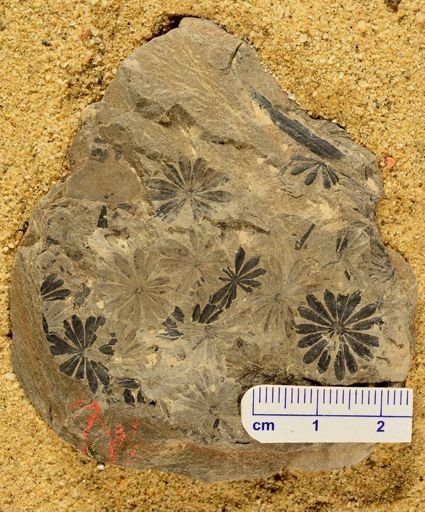 Annularia sp.