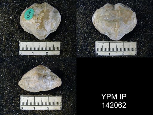 Athyris capillata