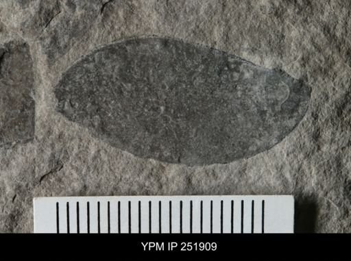 Eurypterus sp.
