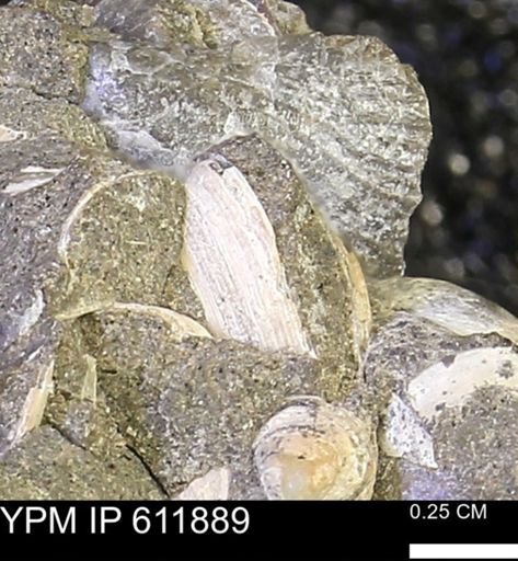 Protocardia sp.