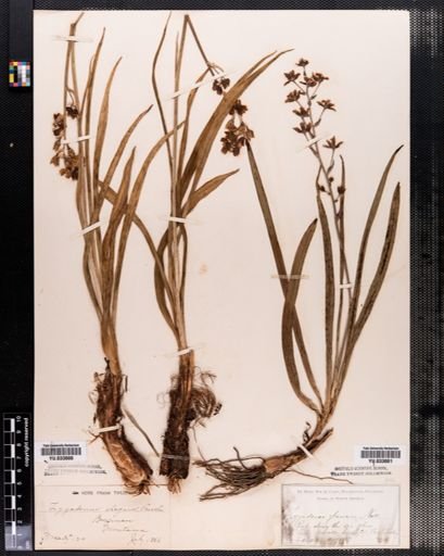 Plantae