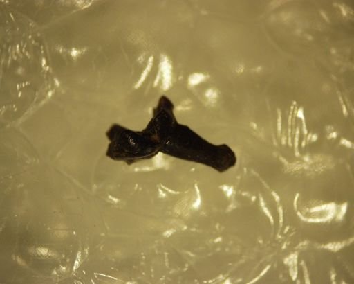 Adapisoricidae?