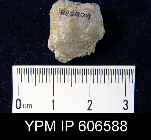 Leptaena ceres