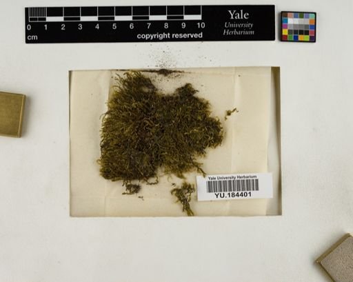 Plantae