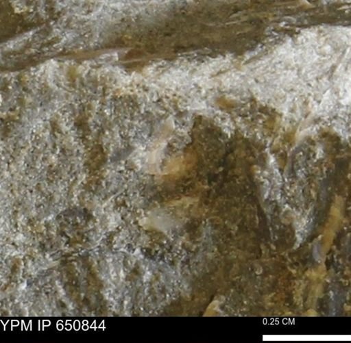 undet. Bivalvia
