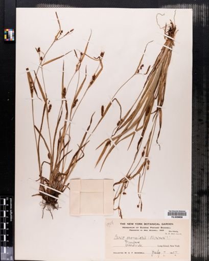 Carex granularis