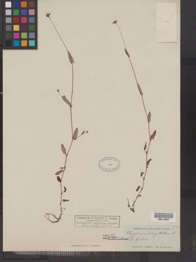 Polygonum sagittatum
