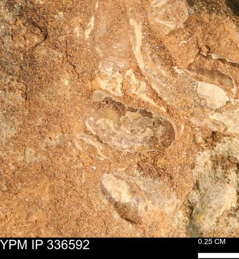 undet. Scaphitidae