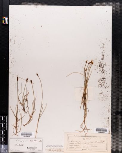 Carex