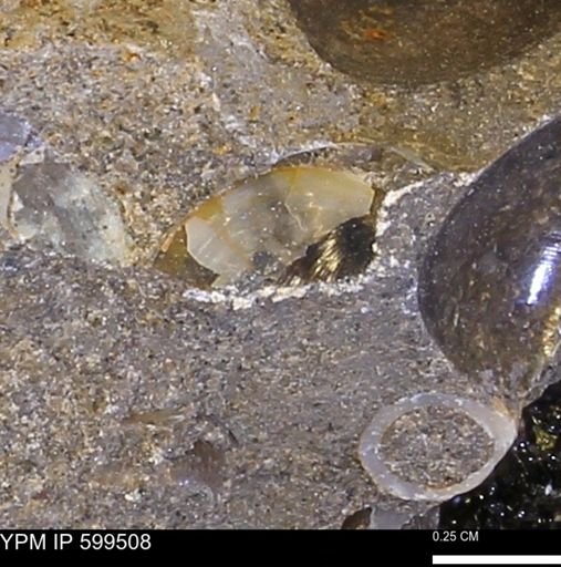 Protocardia subquadrata