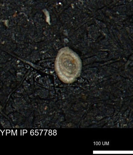 Spirolocammina subcircularis
