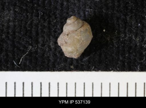 Viviparus montanaensis