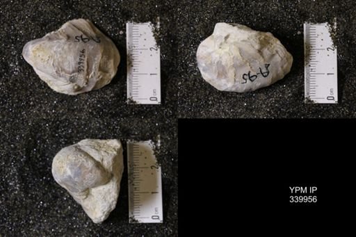 Gryphea washitaensis