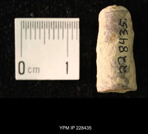 Pseudorthoceras knoxense