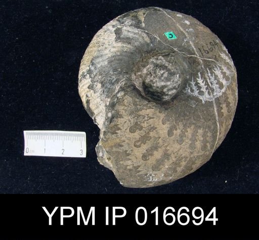Timorites schucherti