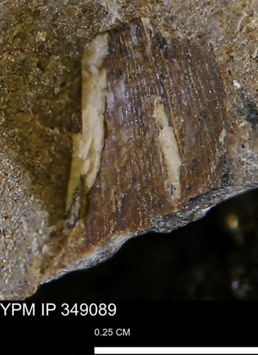 undet. Mollusca