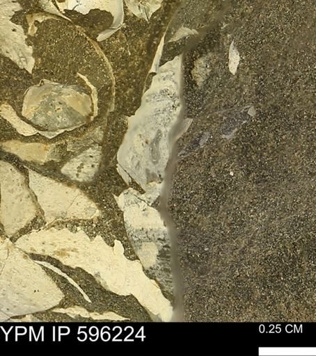 undet. Mollusca