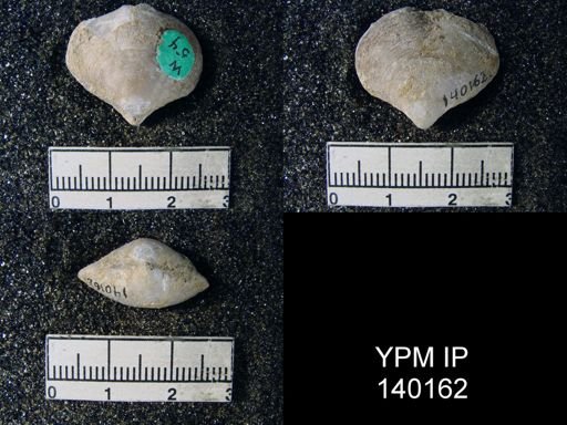 Athyris capillata