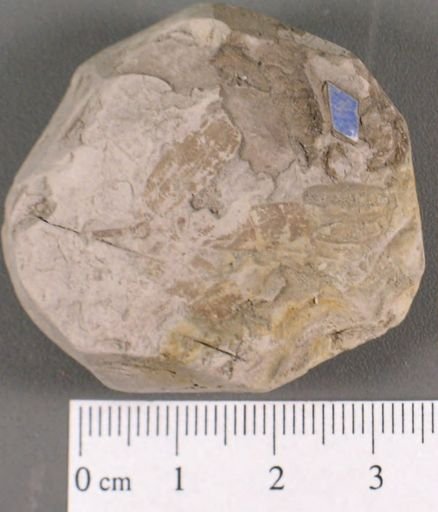 Tricalycites papyraceus
