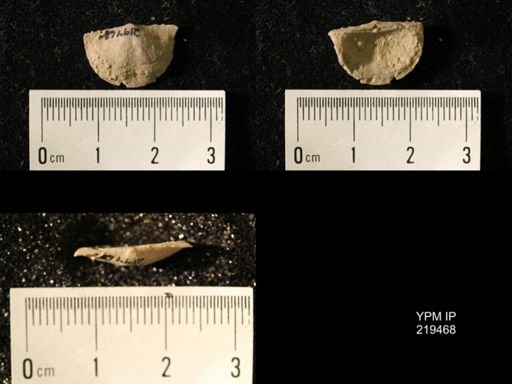 Chonetes granulifer