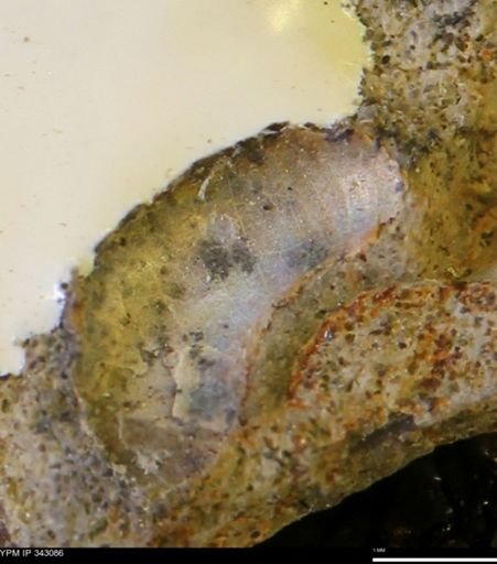undet. Scaphitidae